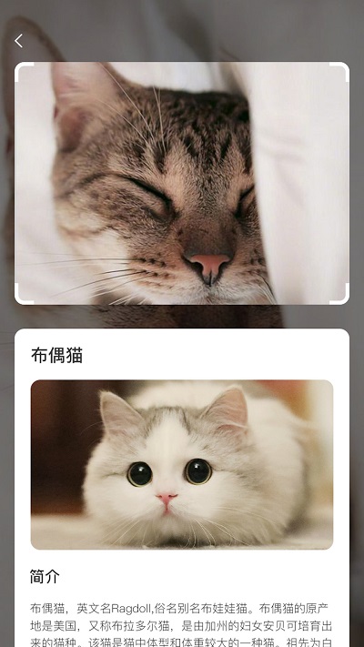 云养猫app官方版