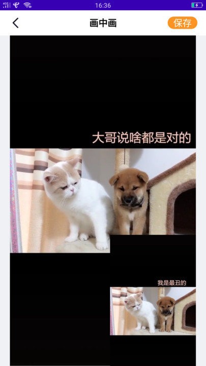 白兔视频软件