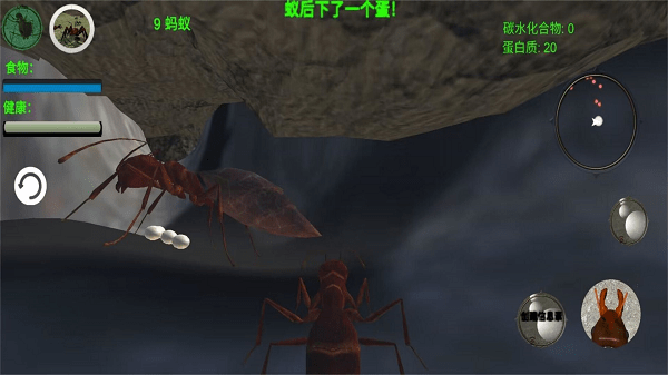 奇妙动物世界探险最新版