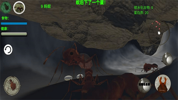 奇妙动物世界探险最新版