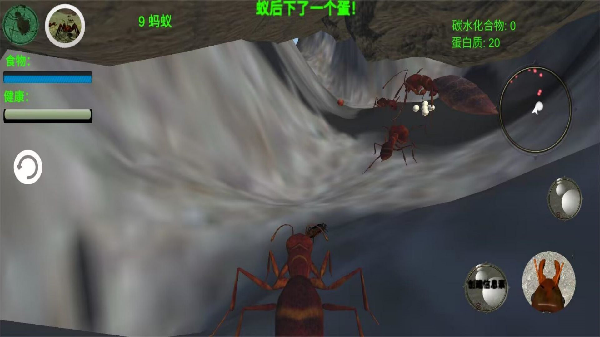 奇妙动物世界探险最新版